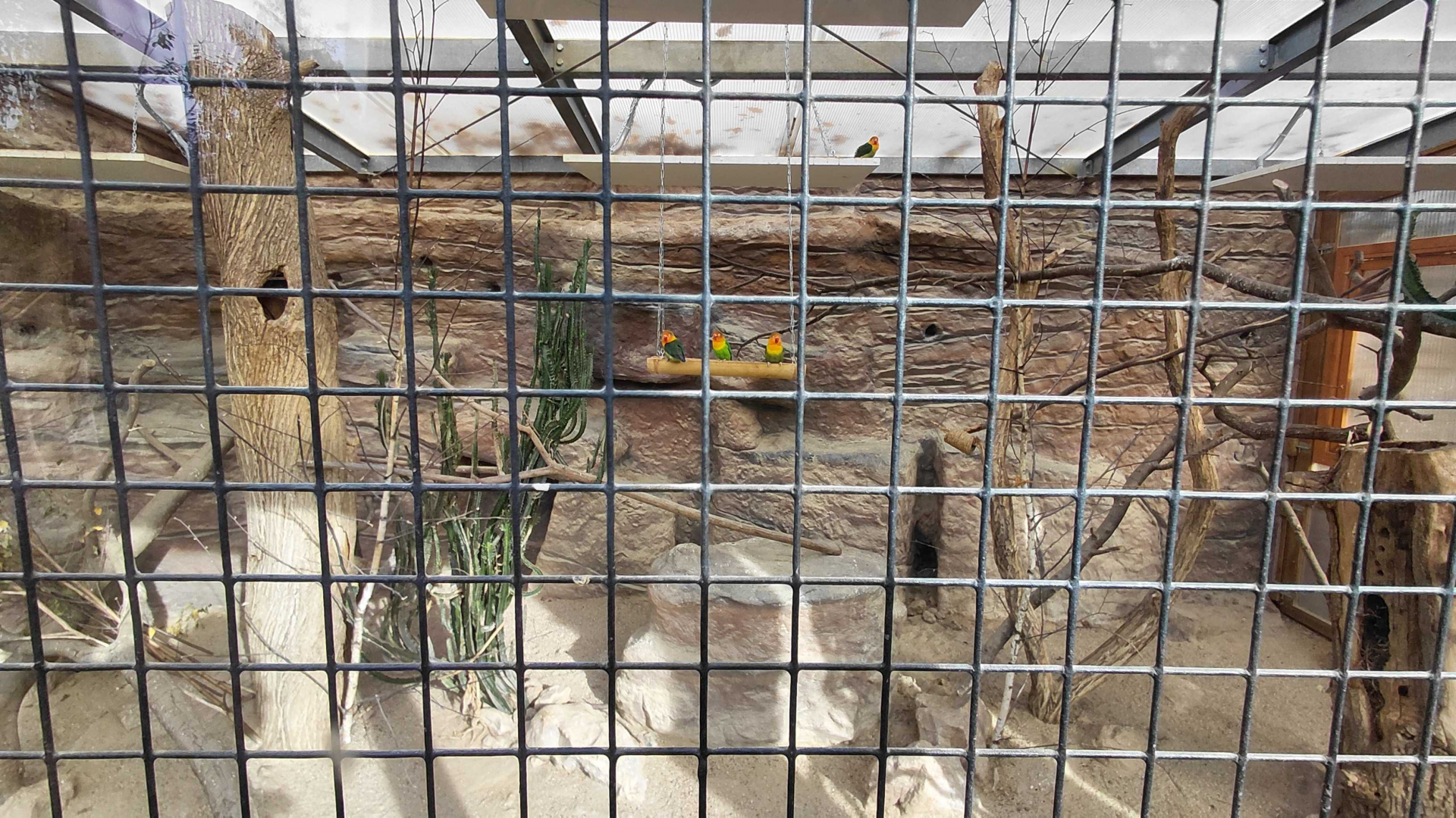 Rock hyrax + lovebird indoor exhibit