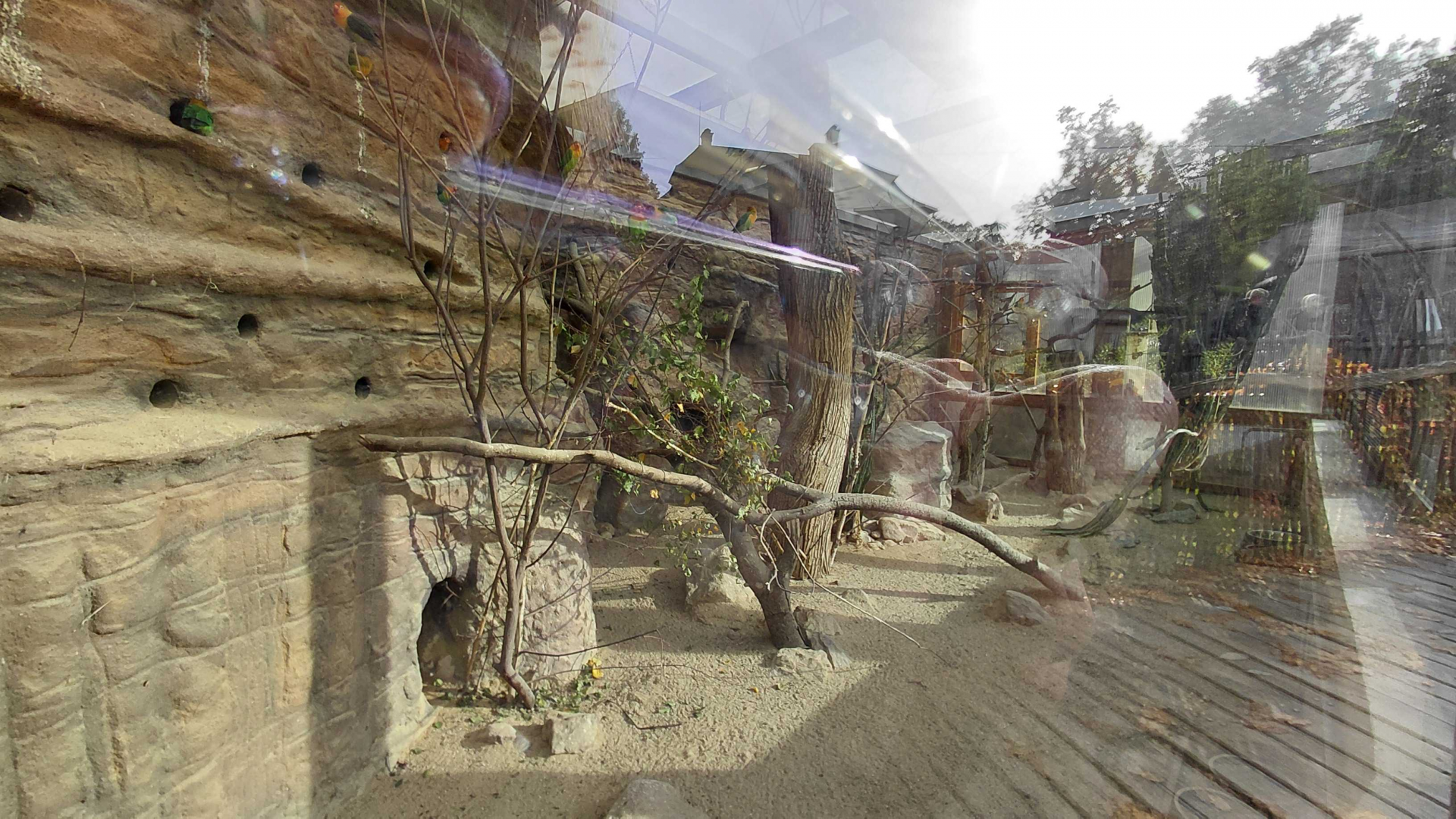 Rock hyrax + lovebird indoor exhibit