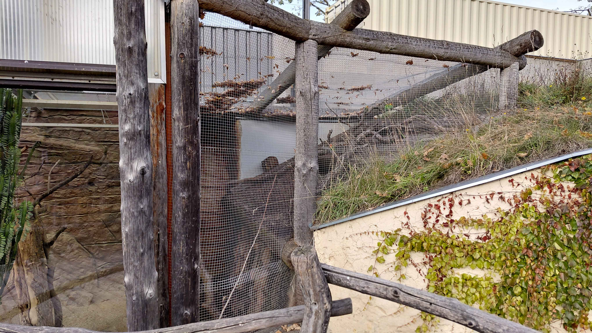 Rock hyrax + lovebird outdoor exhibit