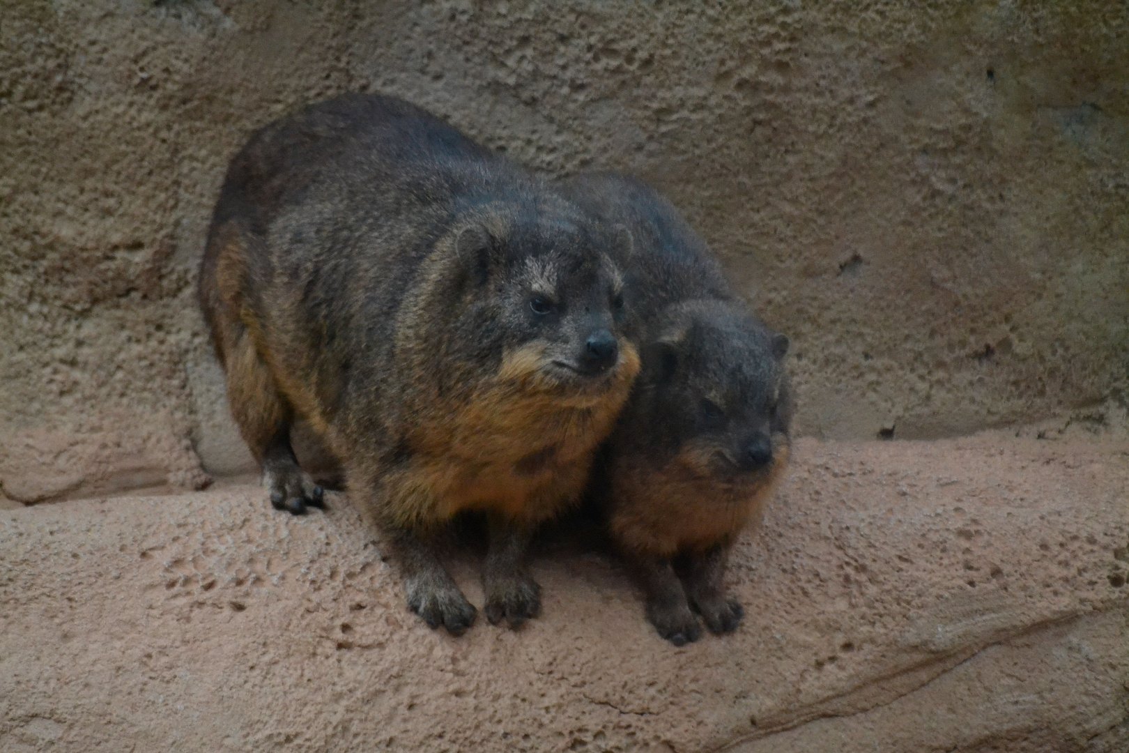 Rock Hyrax - March 2018