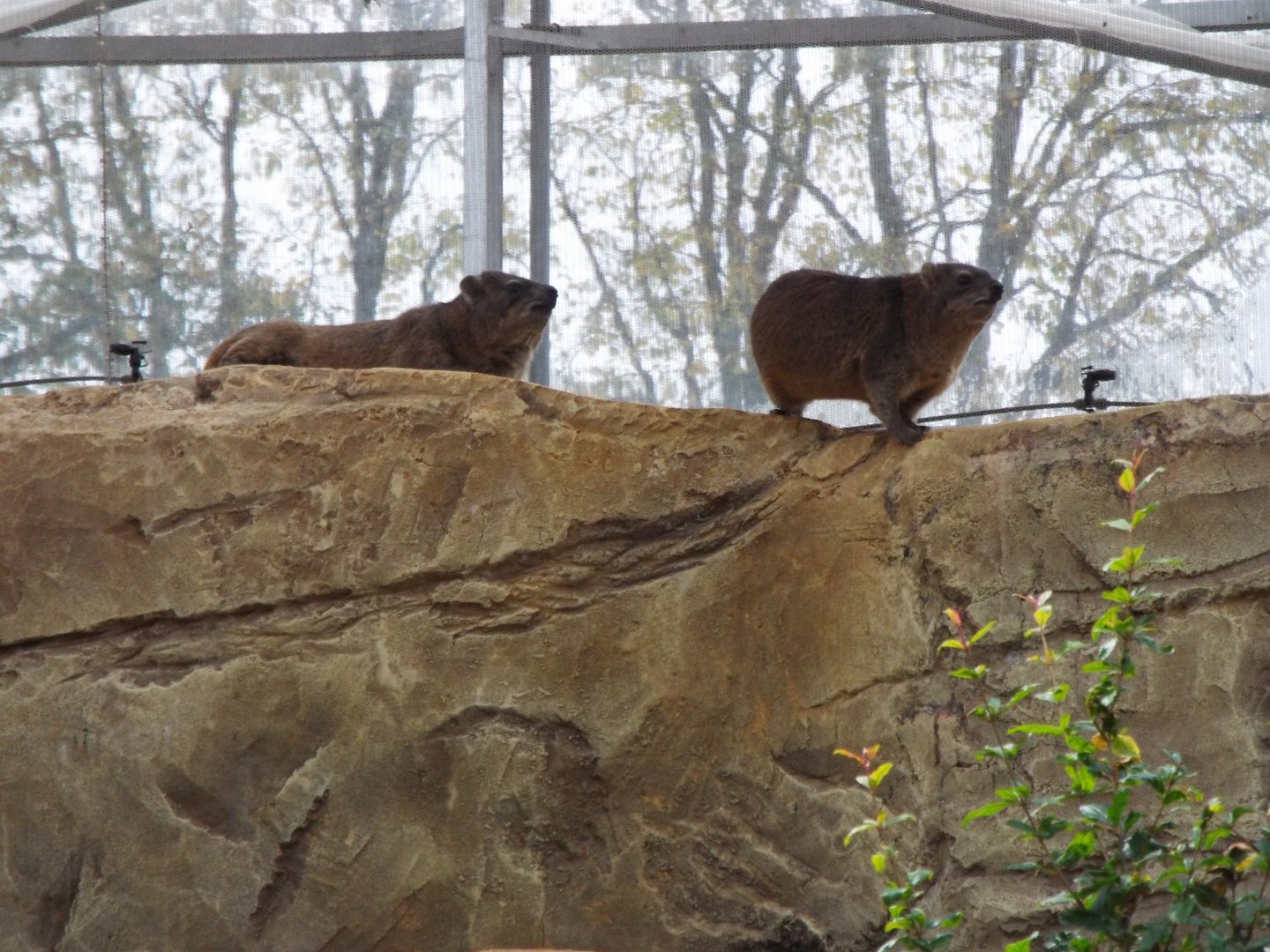 Rock hyrax, Marwell Zoo