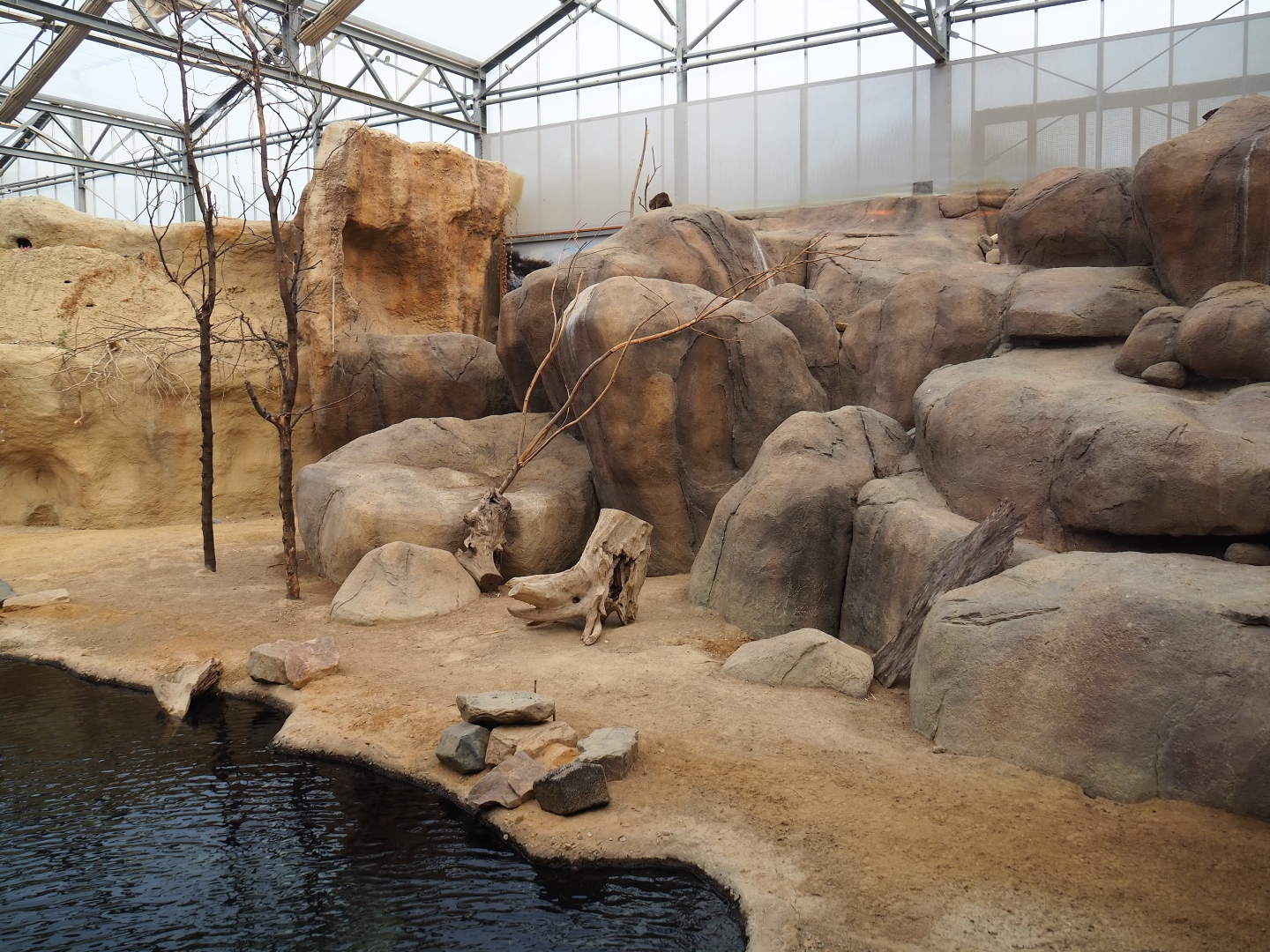 Rock hyrax (Nov 10th, 2018)