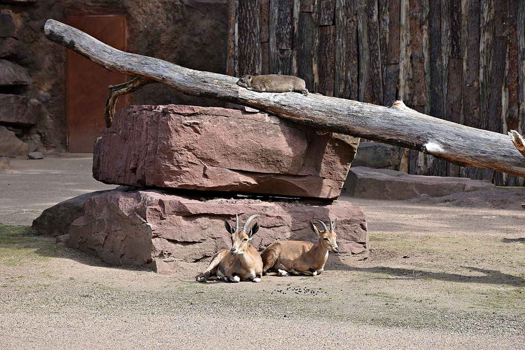 Rock hyrax & Nubian ibex