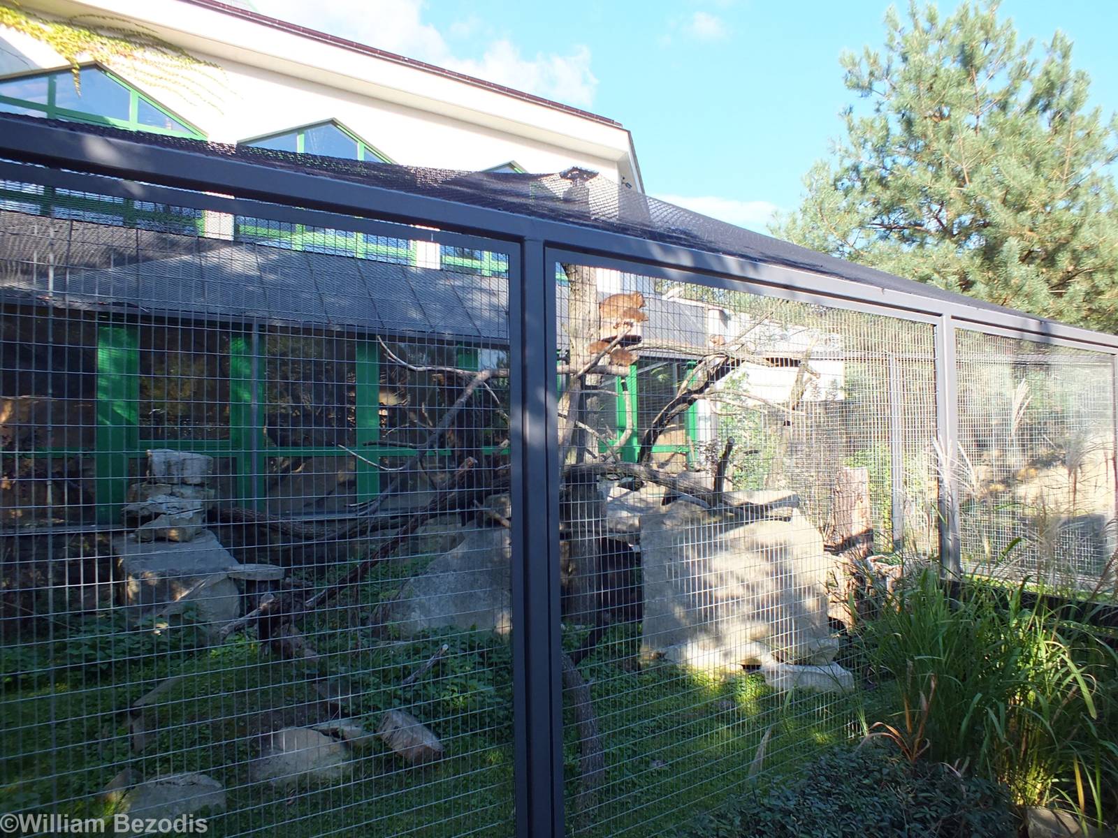 Rock Hyrax Outdoor Enclosure