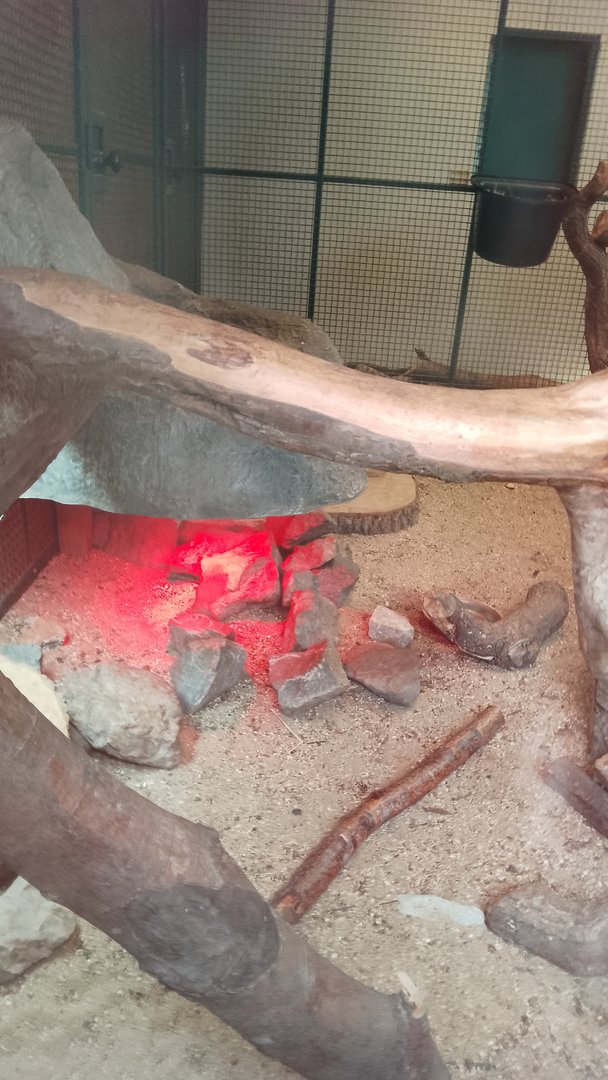 Rock hyrax/ pancake tortoise exhibit