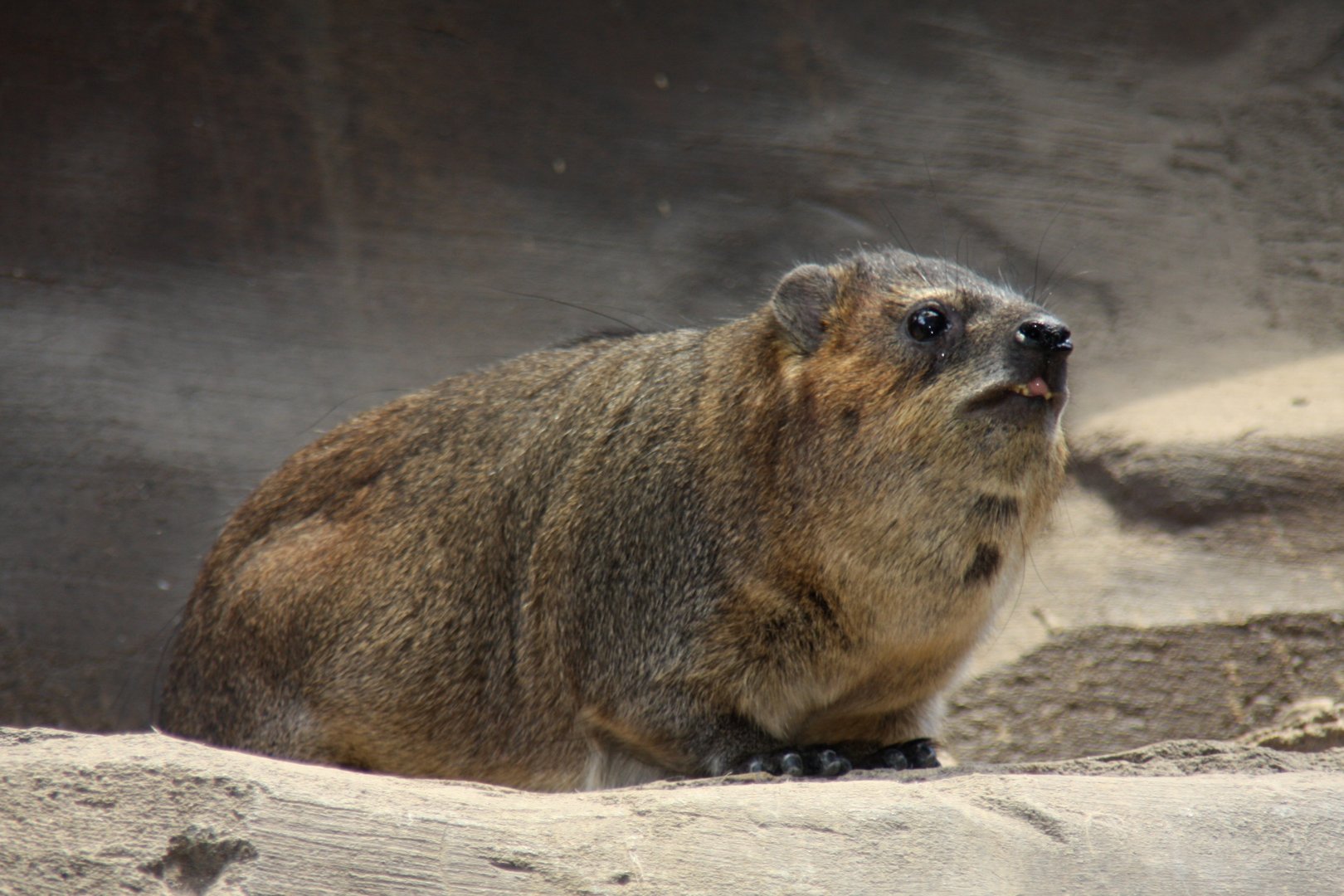 rock hyrax (Procavia capensis) 2013