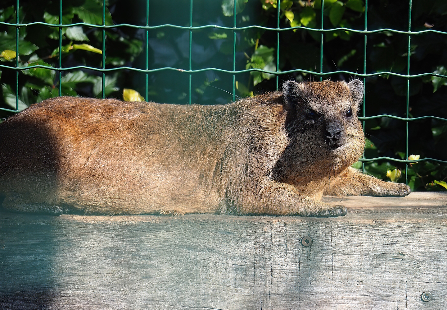 Rock hyrax (Procavia capensis), 2023-06-24