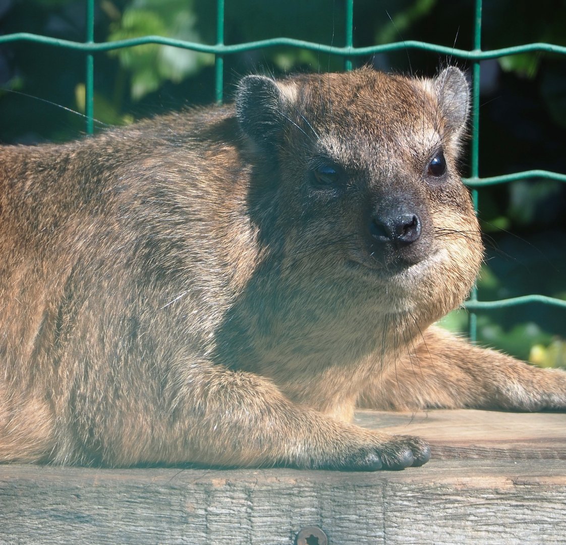 Rock hyrax (Procavia capensis), 2023-06-24
