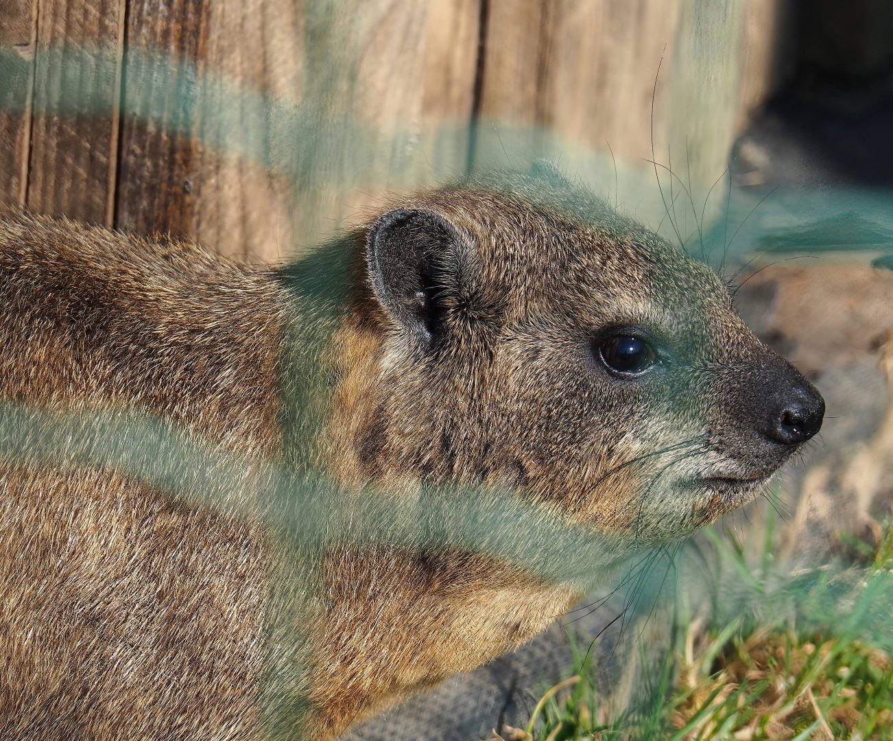 Rock hyrax (Procavia capensis), 2023-06-24