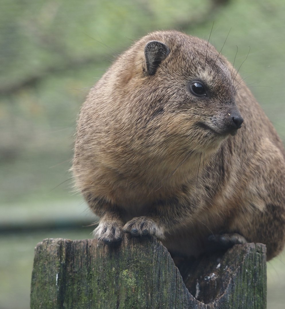 Rock hyrax (Procavia capensis), 2024-04-14