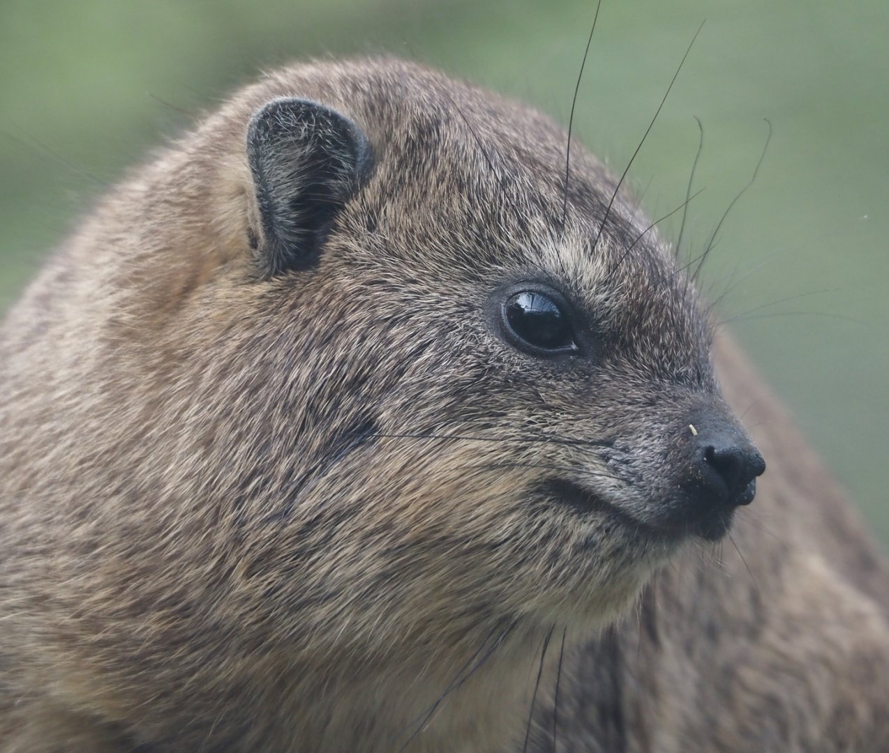 Rock hyrax (Procavia capensis), 2024-04-14