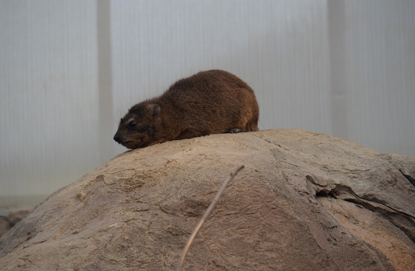 Rock hyrax (Procavia capensis capensis), Nov 10th, 2018