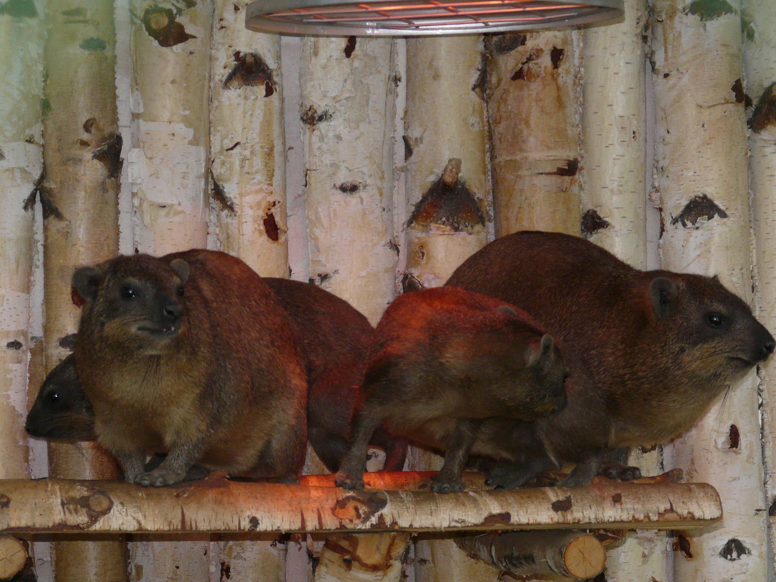 Rock hyrax/ Procavia capensis capensis