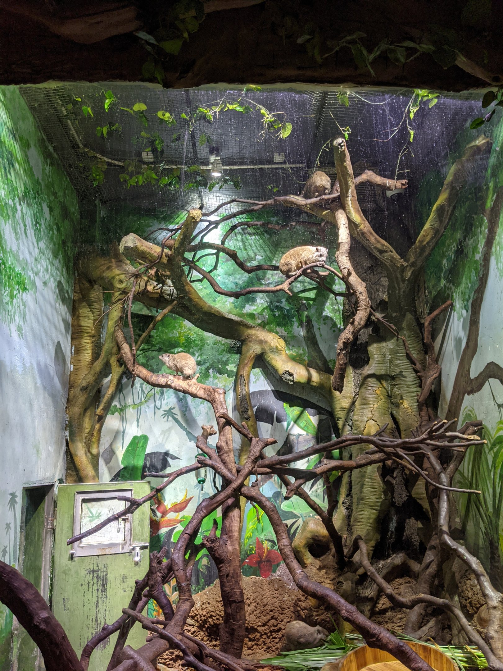 Rock Hyrax (Procavia capensis) enclosure