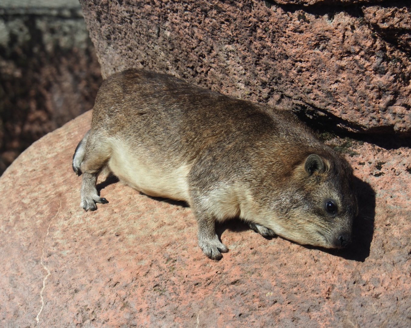 Rock hyrax (Procavia capensis), Oct 13th, 2018