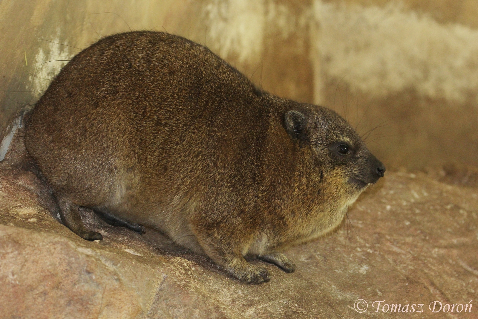 Rock Hyrax (Procavia capensis), September 2017