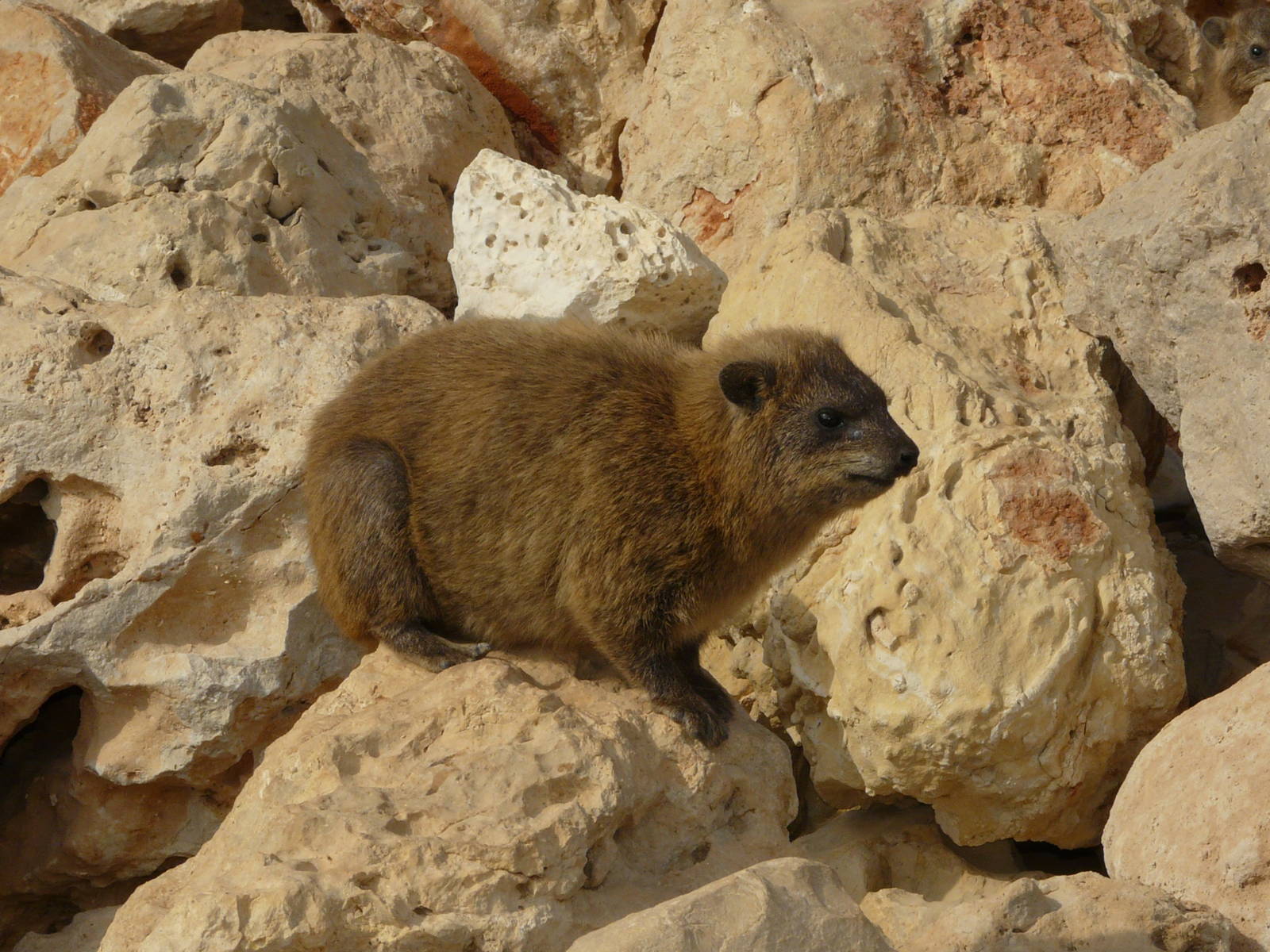 Rock hyrax / Procavia capensis syriaca