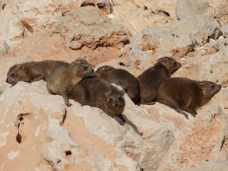 Rock hyrax / Procavia capensis syriaca