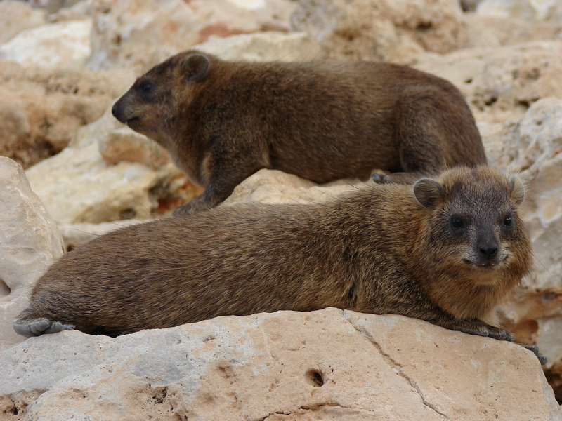 Rock hyrax / Procavia capensis syriaca