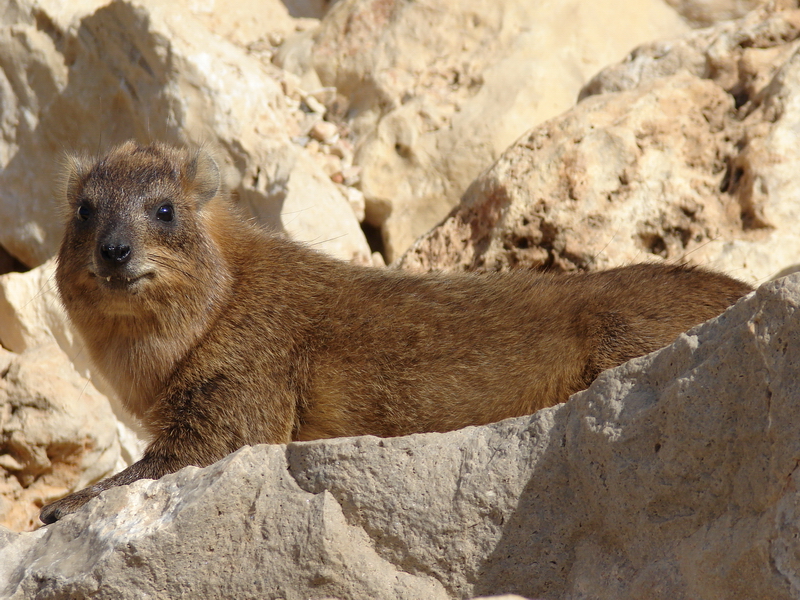 Rock hyrax / Procavia capensis syriaca