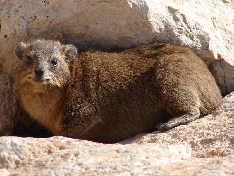 Rock hyrax / Procavia capensis syriaca