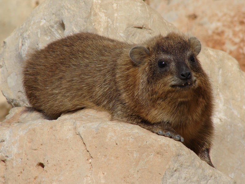 Rock hyrax / Procavia capensis syriaca