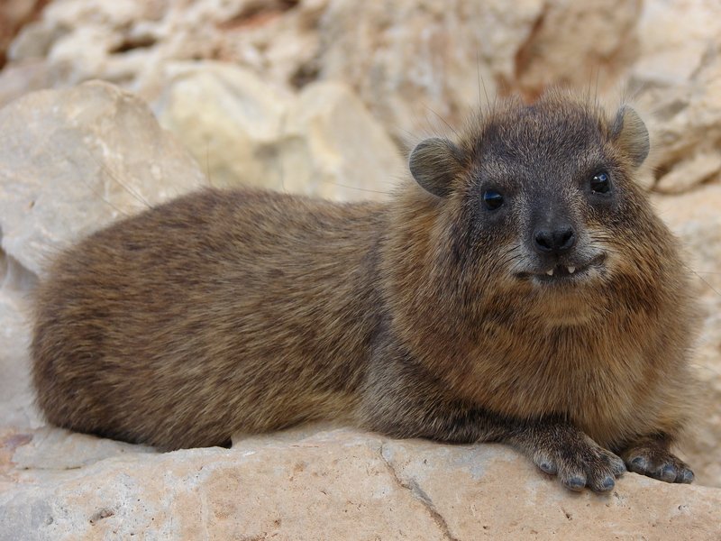 Rock hyrax / Procavia capensis syriaca