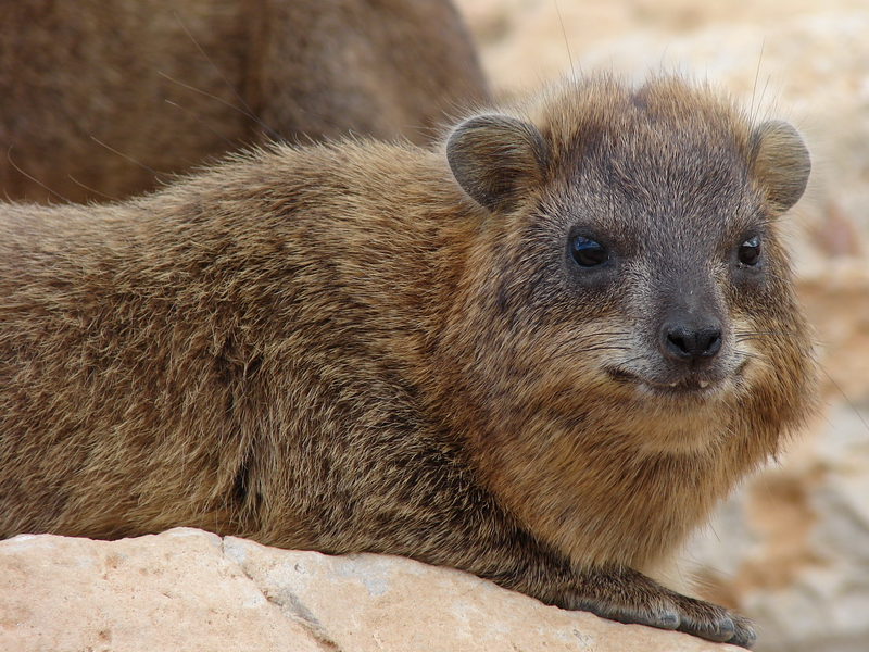 Rock hyrax / Procavia capensis syriaca