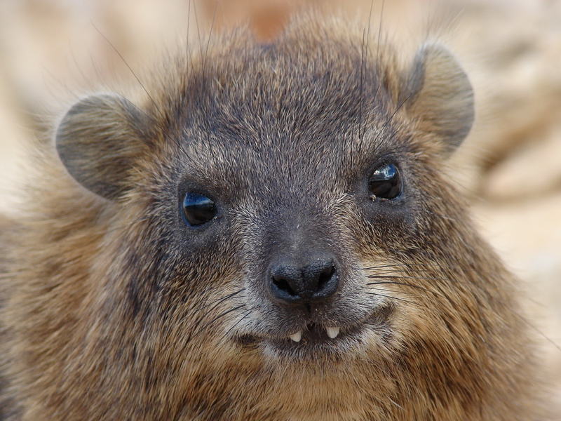 Rock hyrax / Procavia capensis syriaca