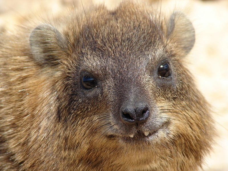 Rock hyrax / Procavia capensis syriaca