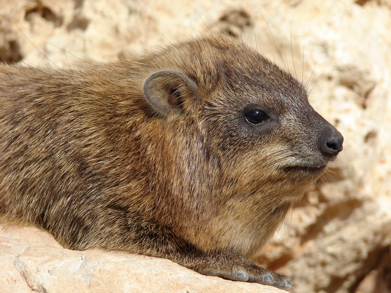 Rock hyrax / Procavia capensis syriaca