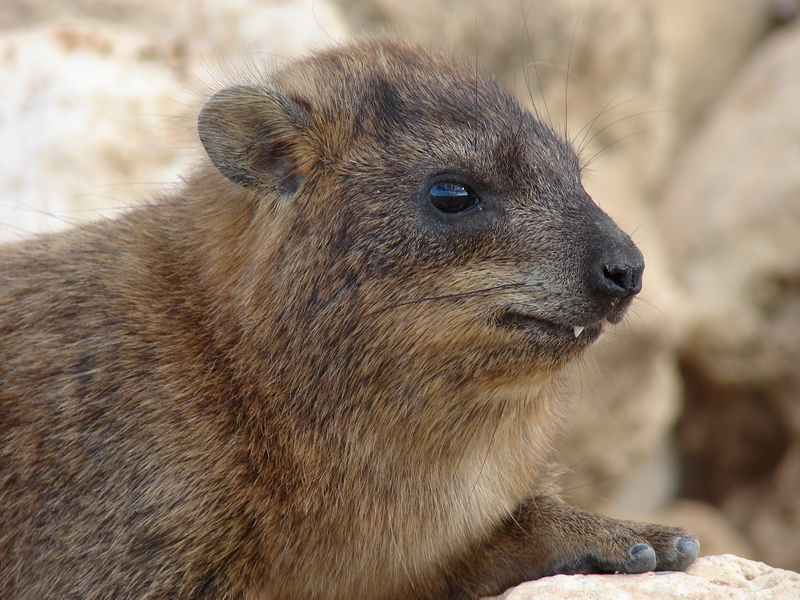 Rock hyrax / Procavia capensis syriaca