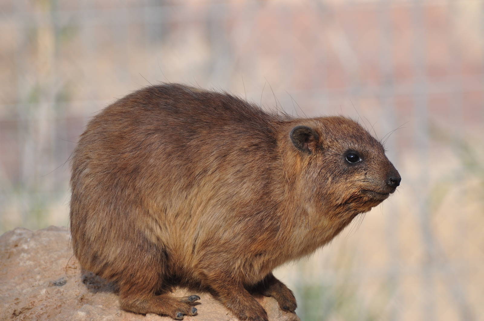 Rock hyrax/ Procavia capensis syriaca