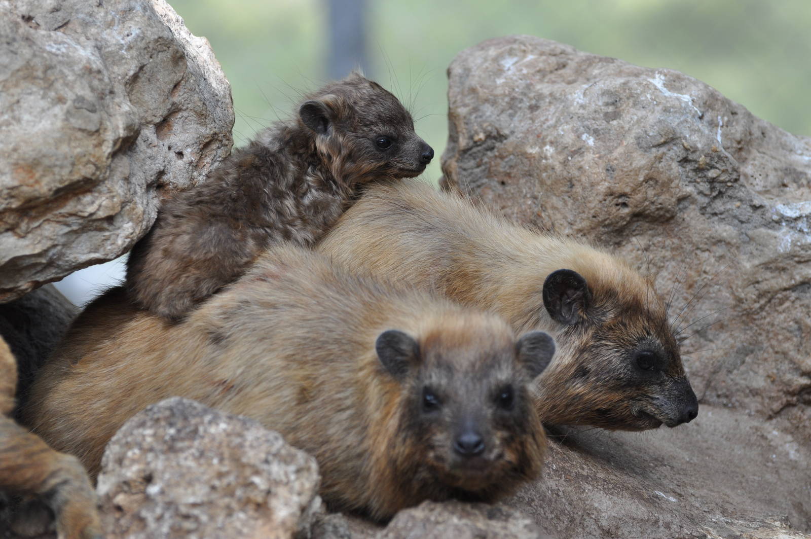Rock hyrax/ Procavia capensis syriaca