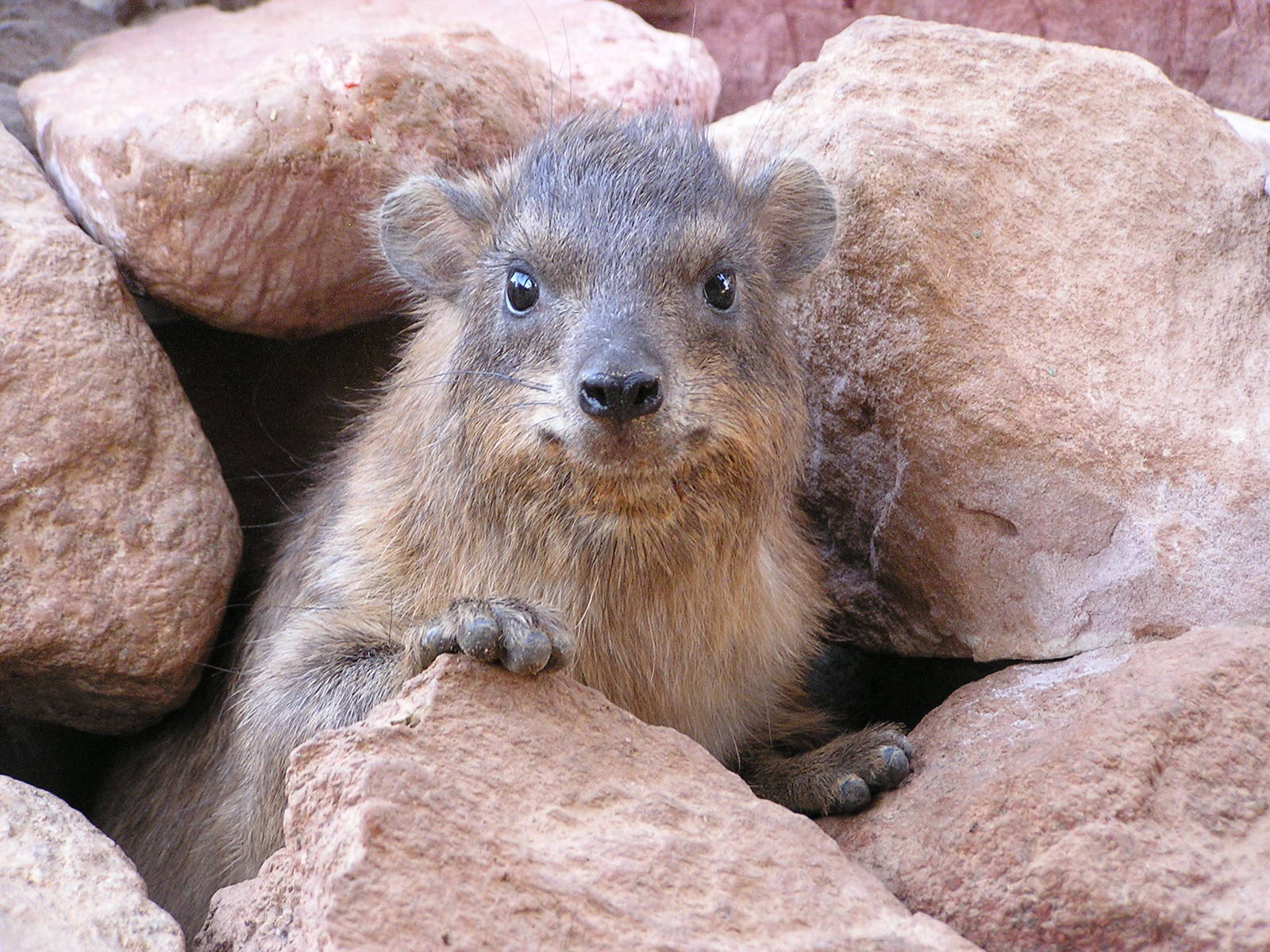Rock hyrax/ Procavia capensis syriaca