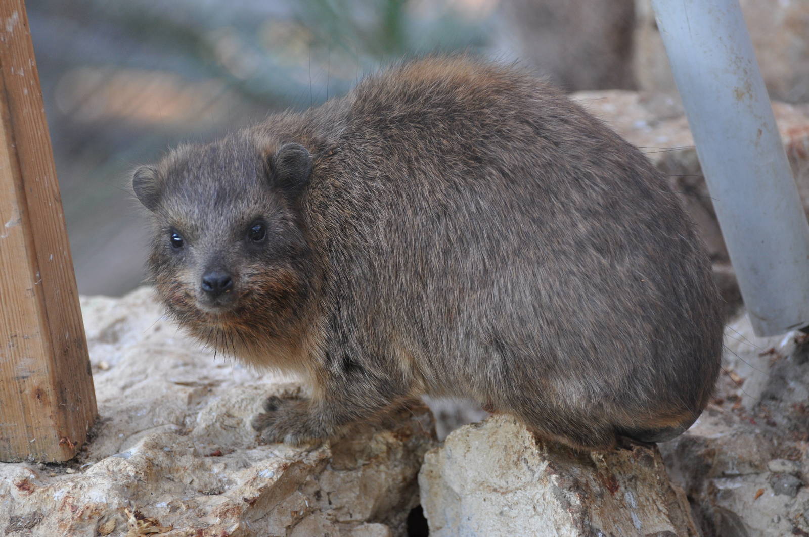 Rock hyrax/ Procavia capensis syriaca