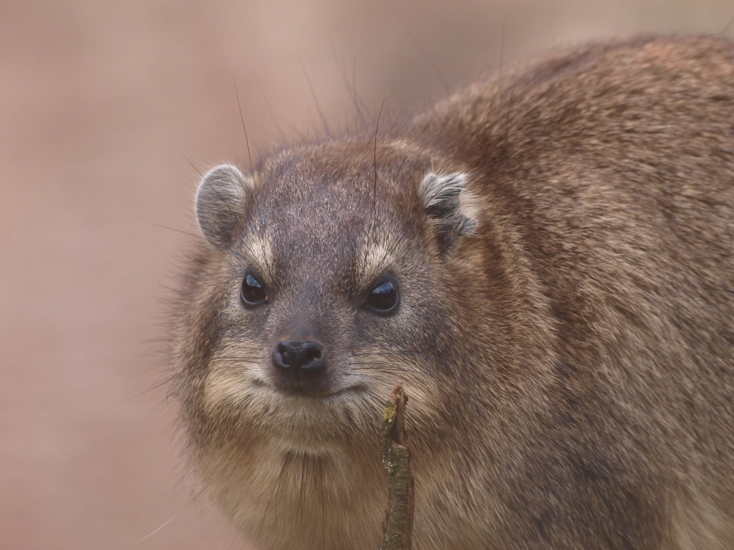 Rock hyrax (Procavia capensis)