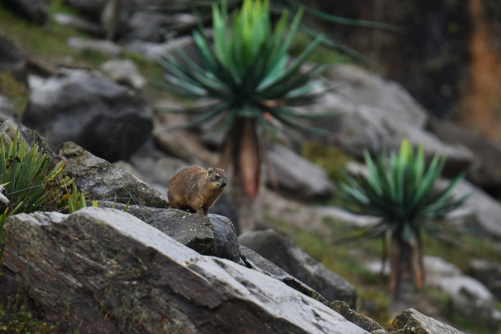 Rock hyrax (Procavia capensis)