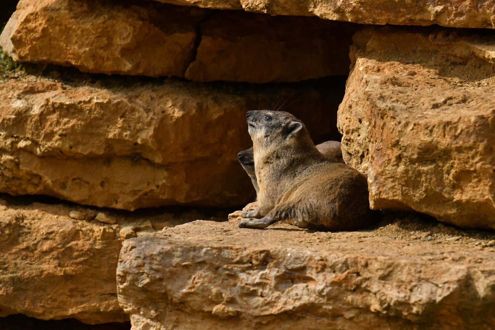 Rock hyrax (Procavia capensis)