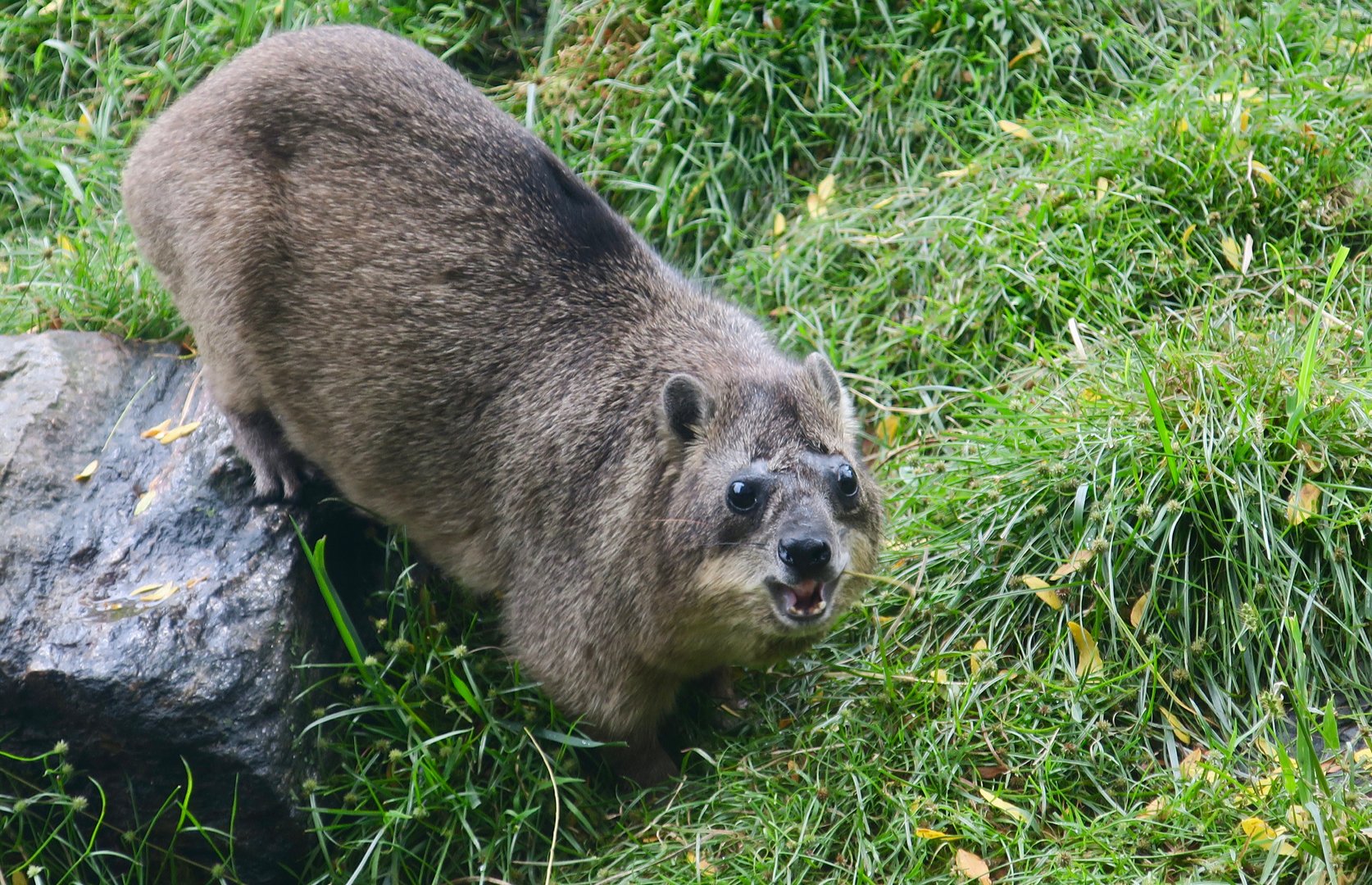 Rock Hyrax (Procavia capensis)