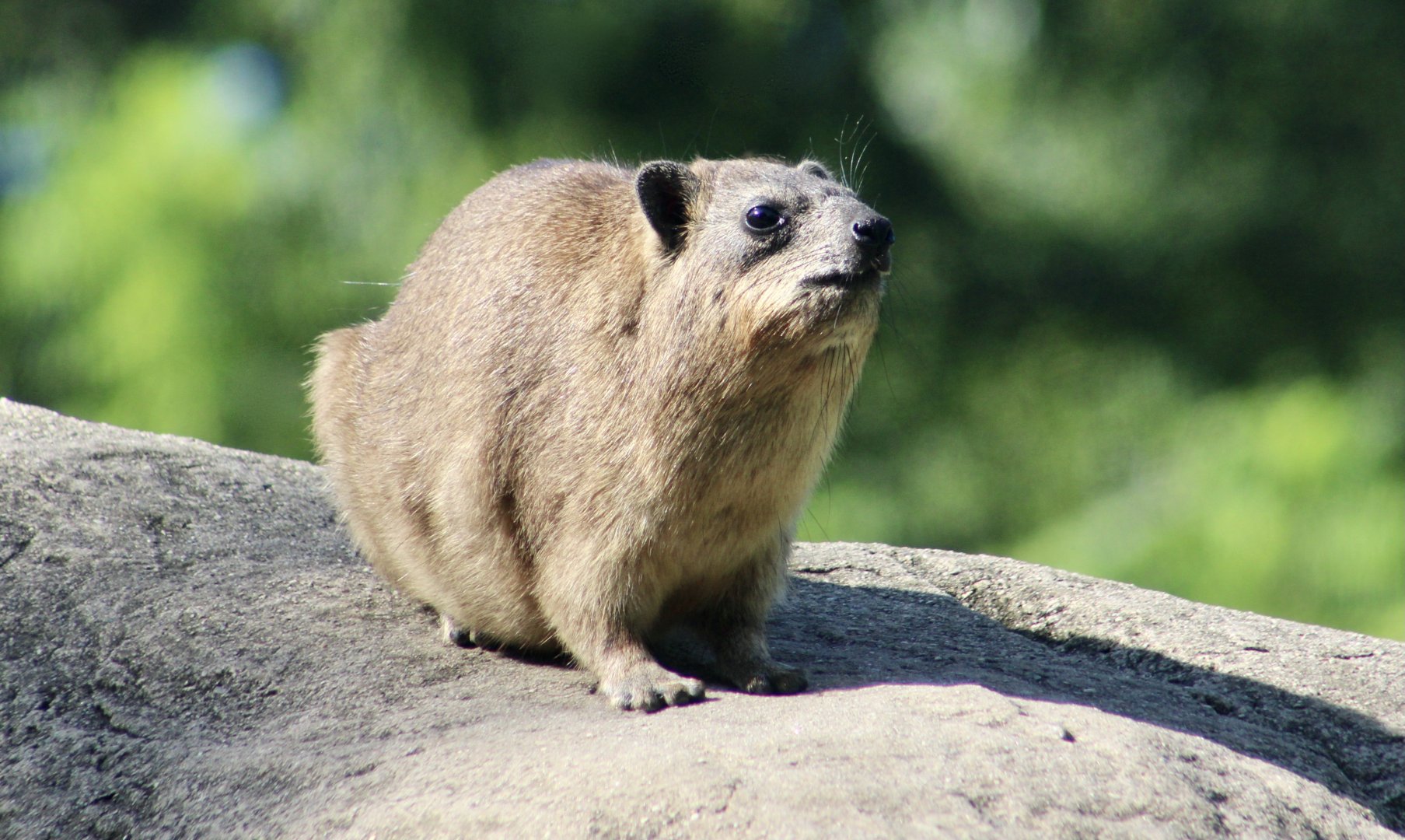 Rock Hyrax (Procavia capensis)