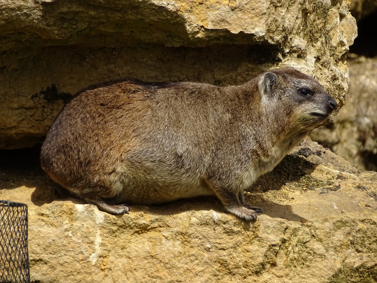 Rock hyrax (Procavia capensis)