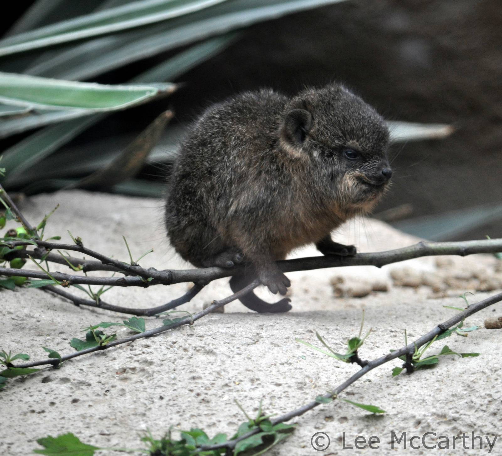 Rock Hyrax Pup