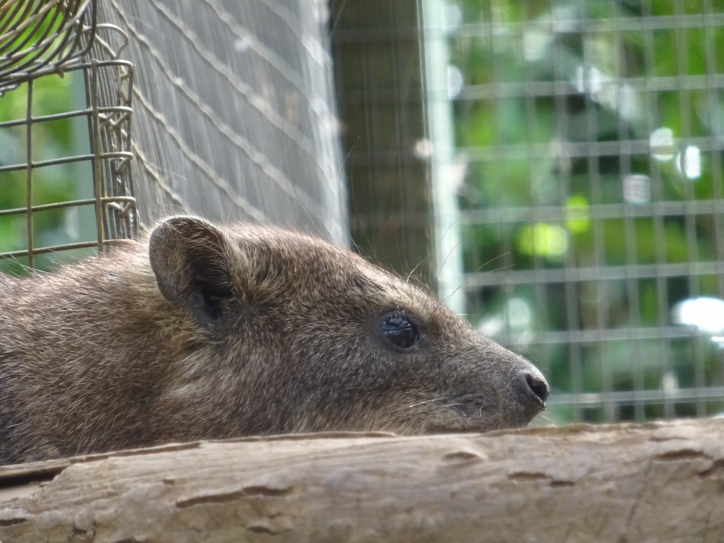 Rock Hyrax resting on branch