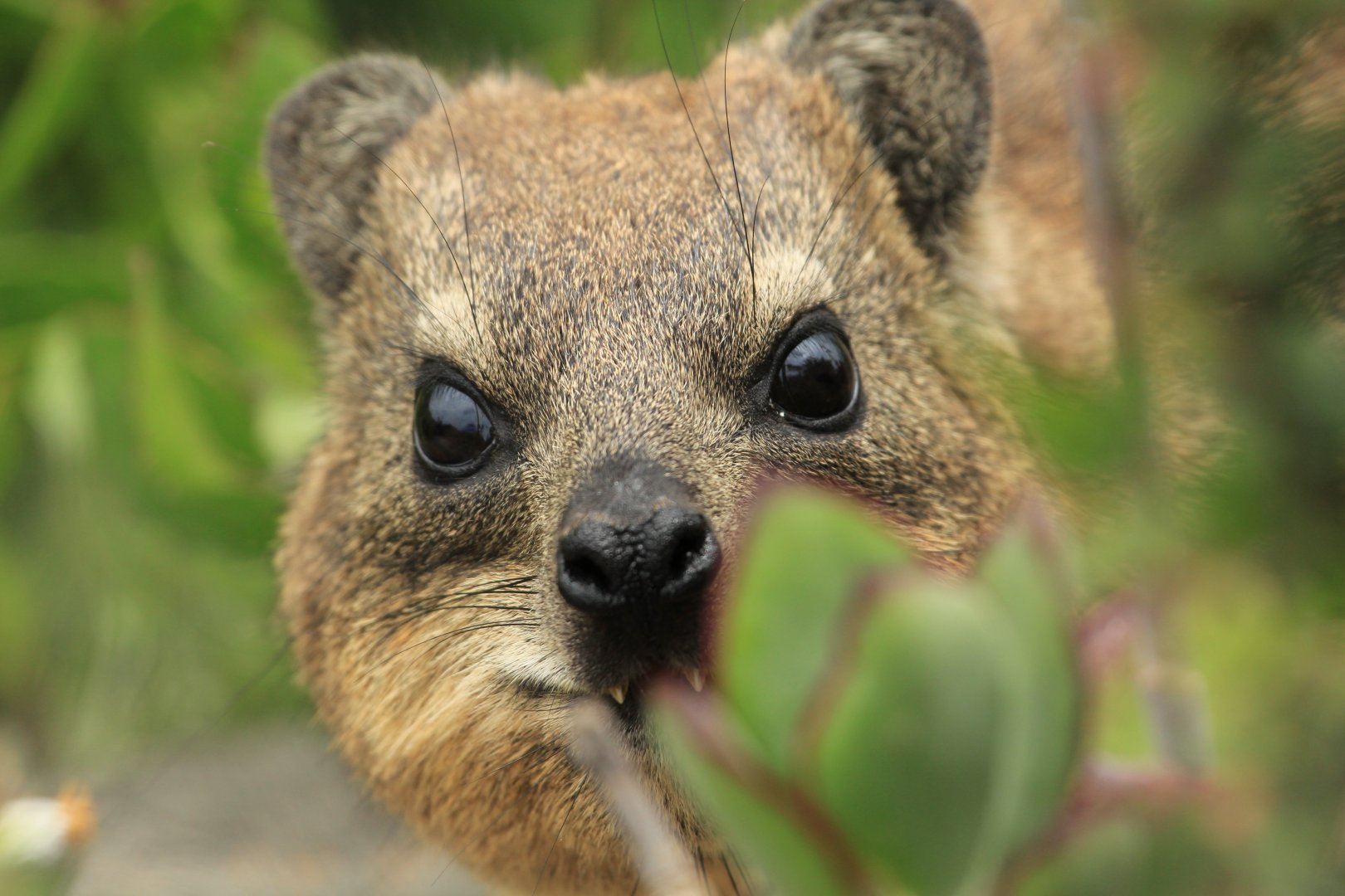 Rock hyrax (September 2012)