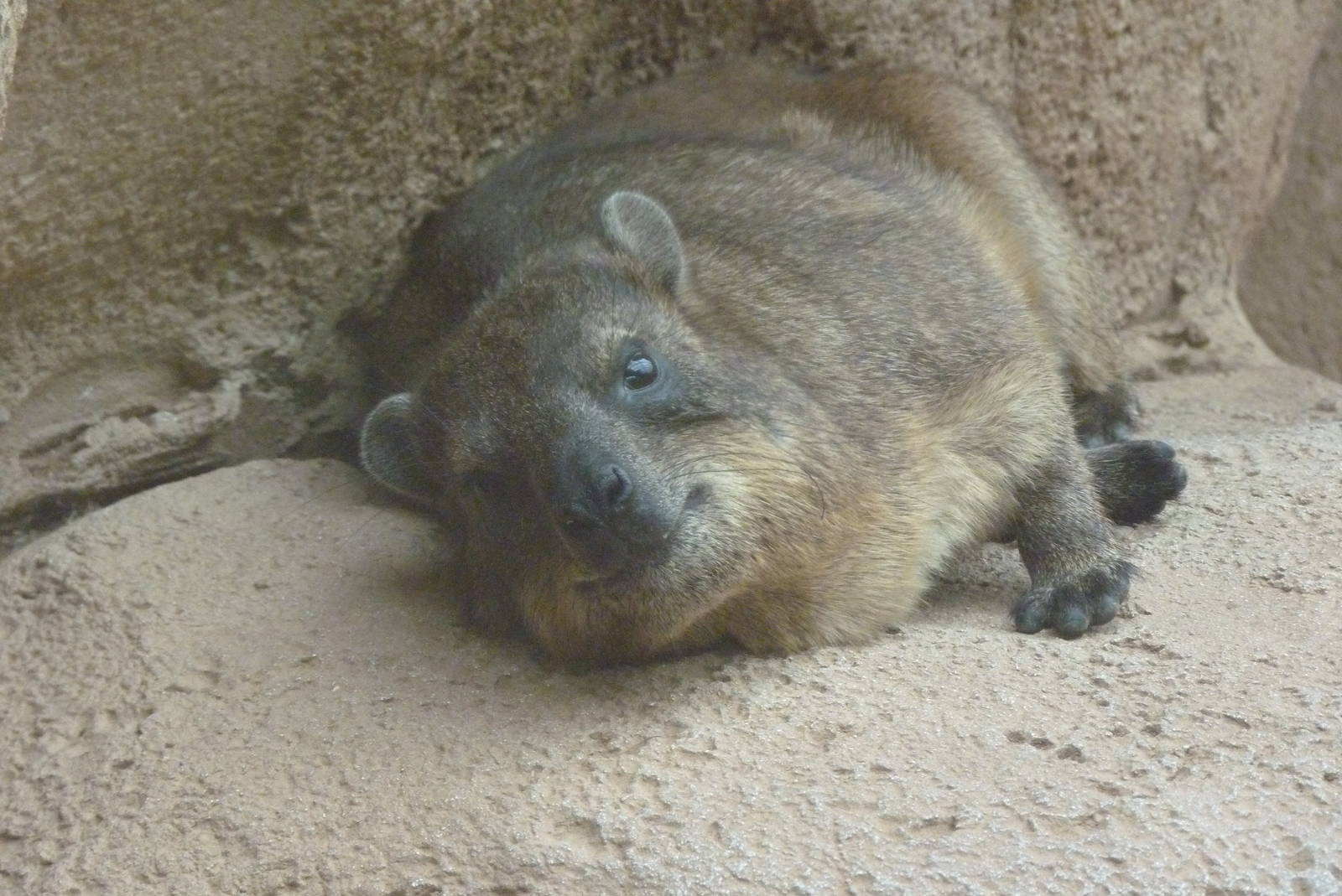 Rock Hyrax, September 2016