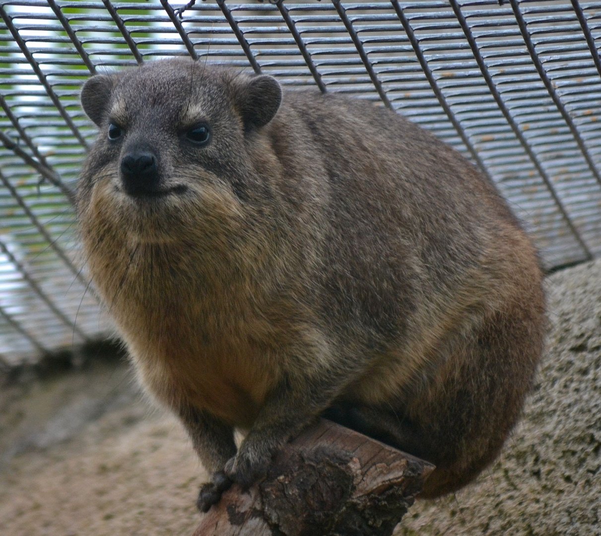 Rock Hyrax - September 2017