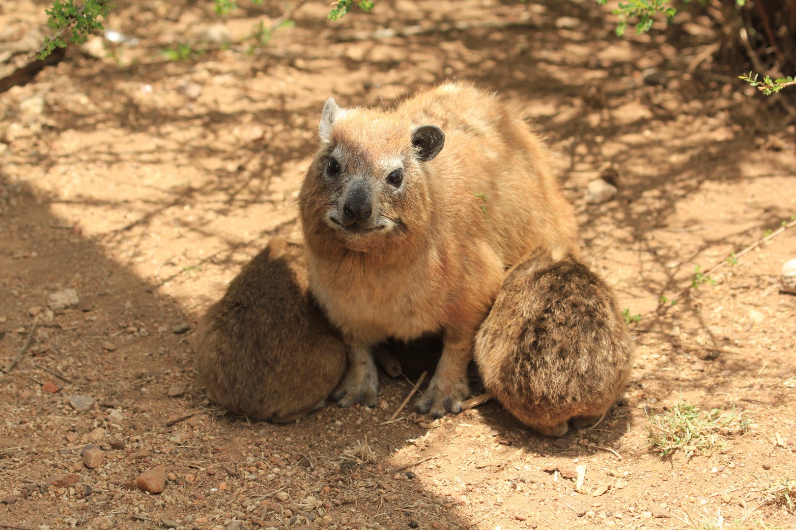 Rock hyrax - Serengeti (September 2018)