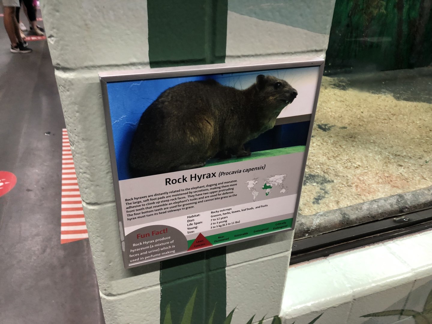 Rock Hyrax Sign at Edmonton Valley Zoo (July 2022)