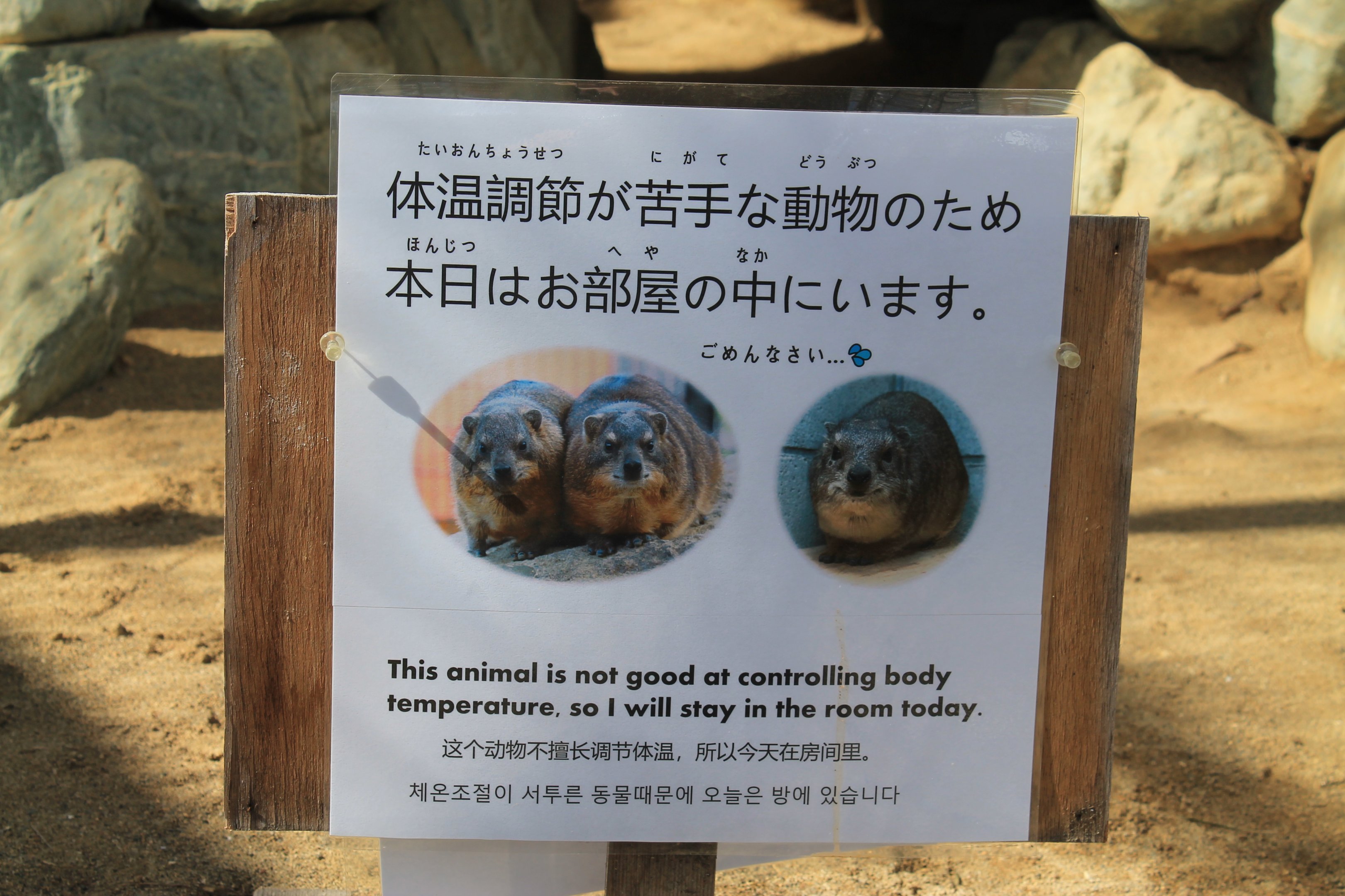 Rock Hyrax sign, Joyama Zoo